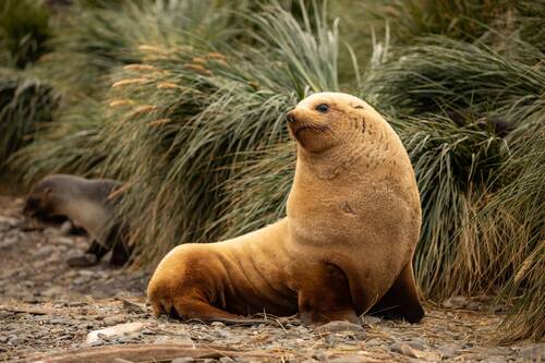 Fur Seal, Godthul, South Georgia, Pia Harboure