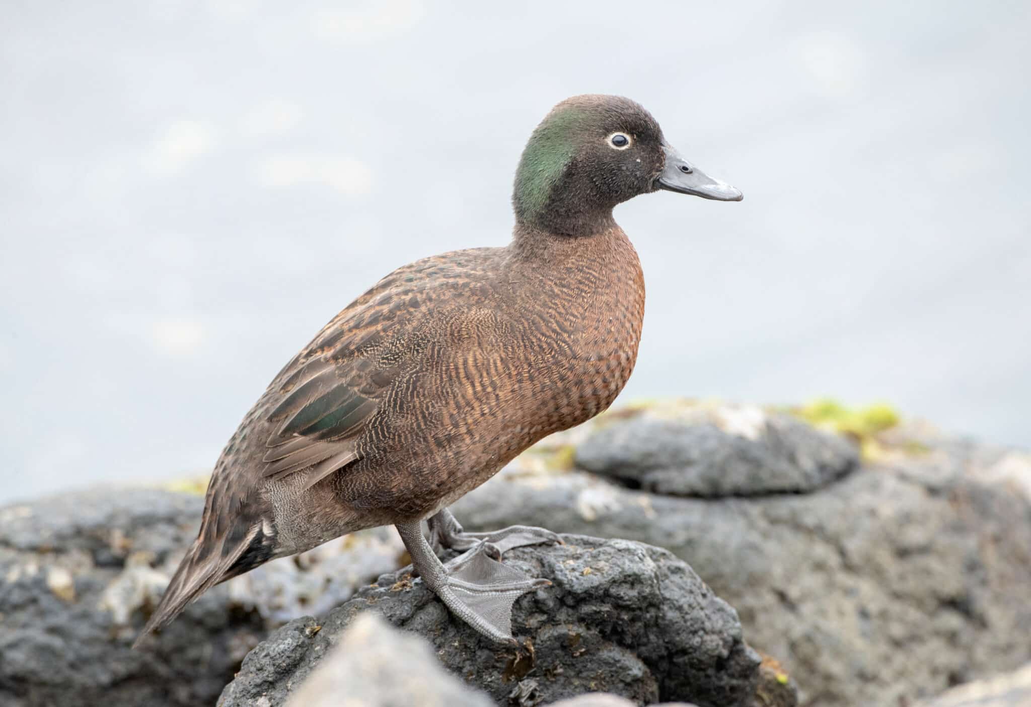 Male-Campbell-Island-Teal-Shutterstock-scaled.jpeg