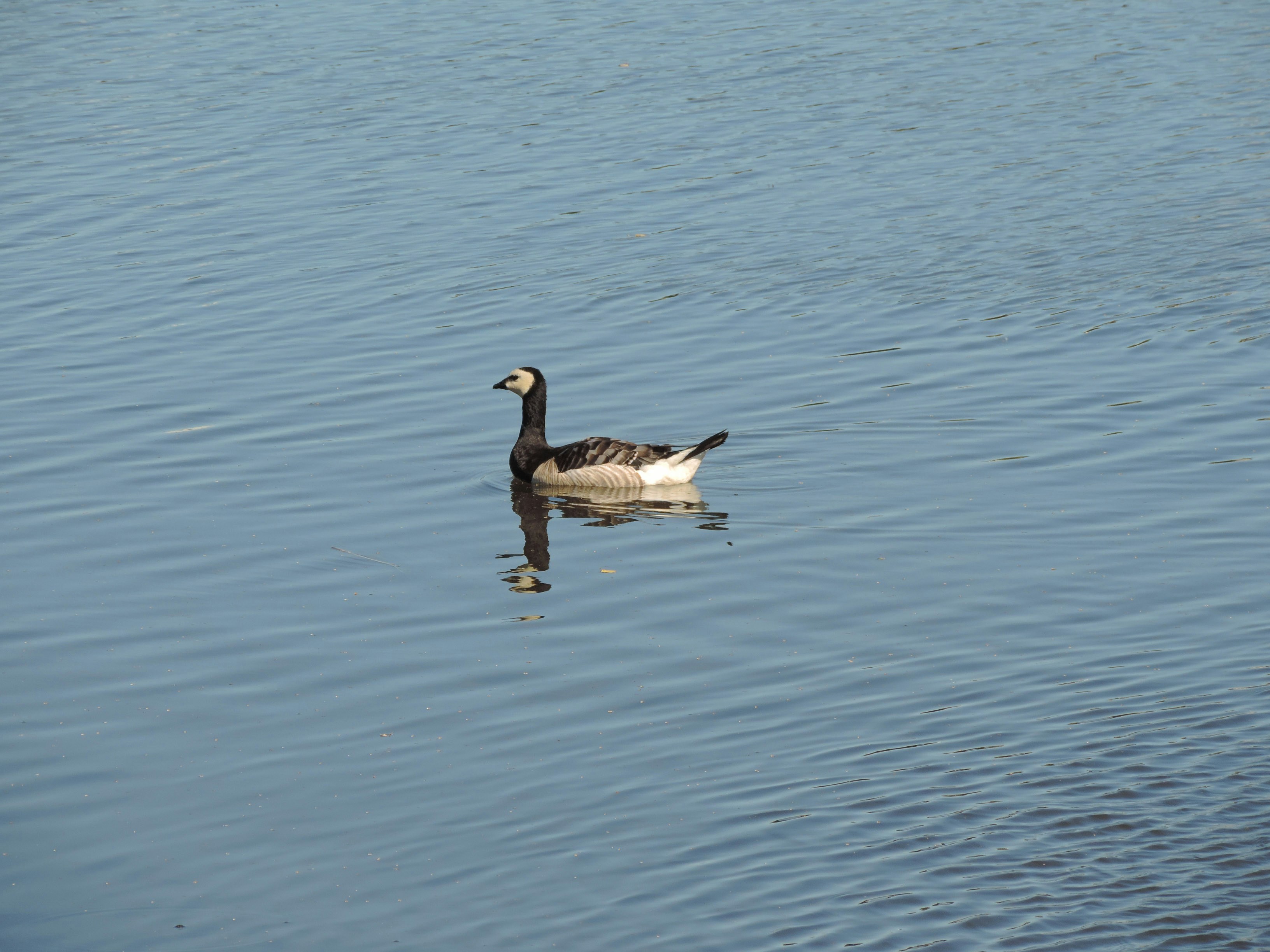 Barnacle Goose, Vladislav Glukhotko, Unsplash