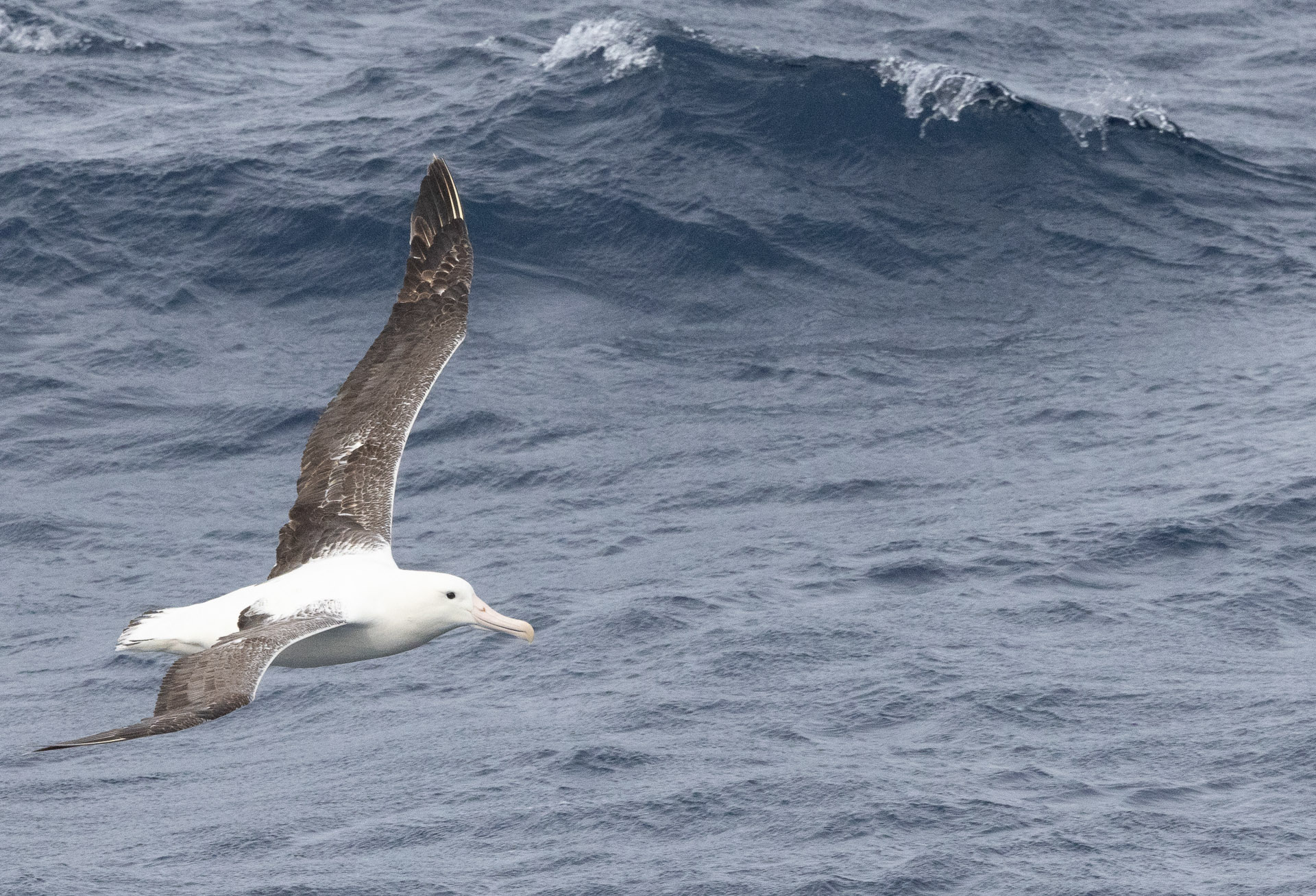 albatross 330px-Short_tailed_Albatross1.jpg