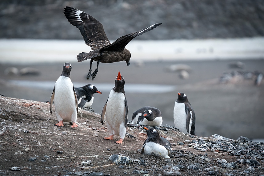 Antarctica photo competition second runner up