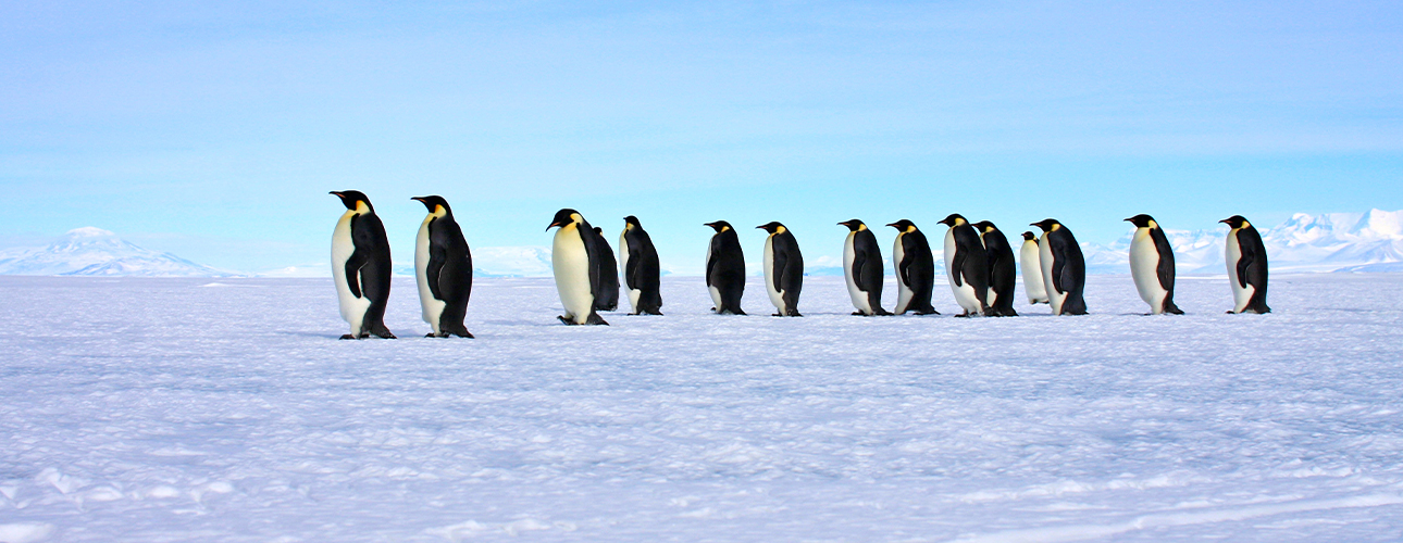 Antarctica Cruise Offers 2026 - Aurora Expeditions™ - Aurora Expeditions