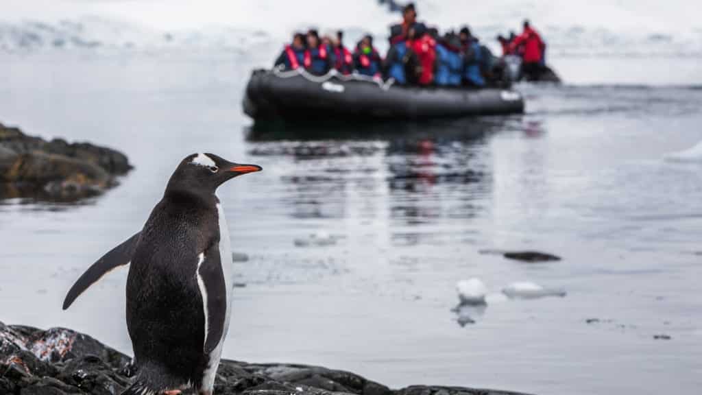 Gentoo penguin and Zodiac