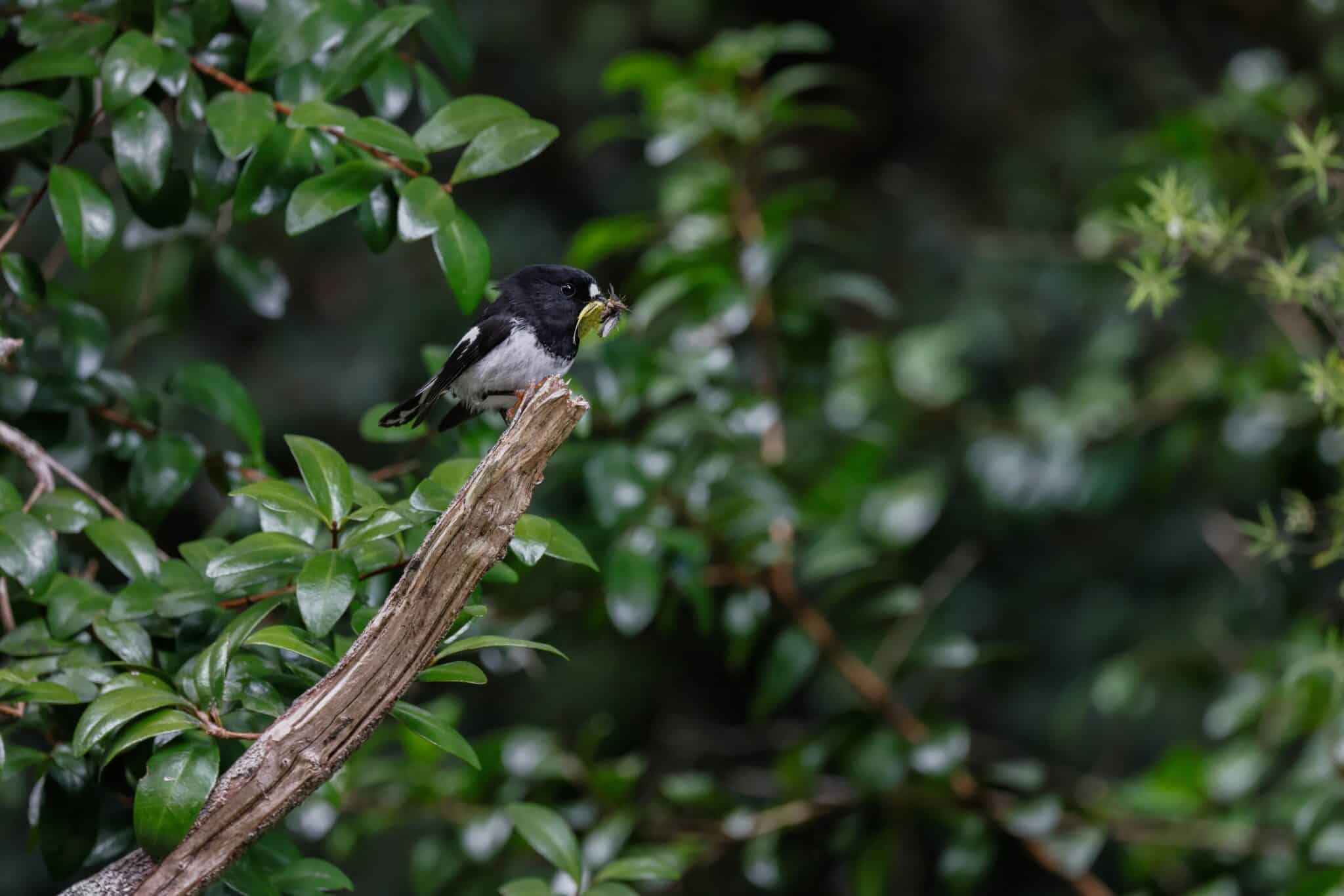 Tomtit-New-Zealand-Tony-Stoddard-Unsplash-scaled.jpeg