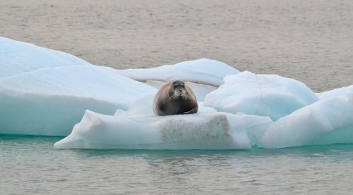Bearded seal