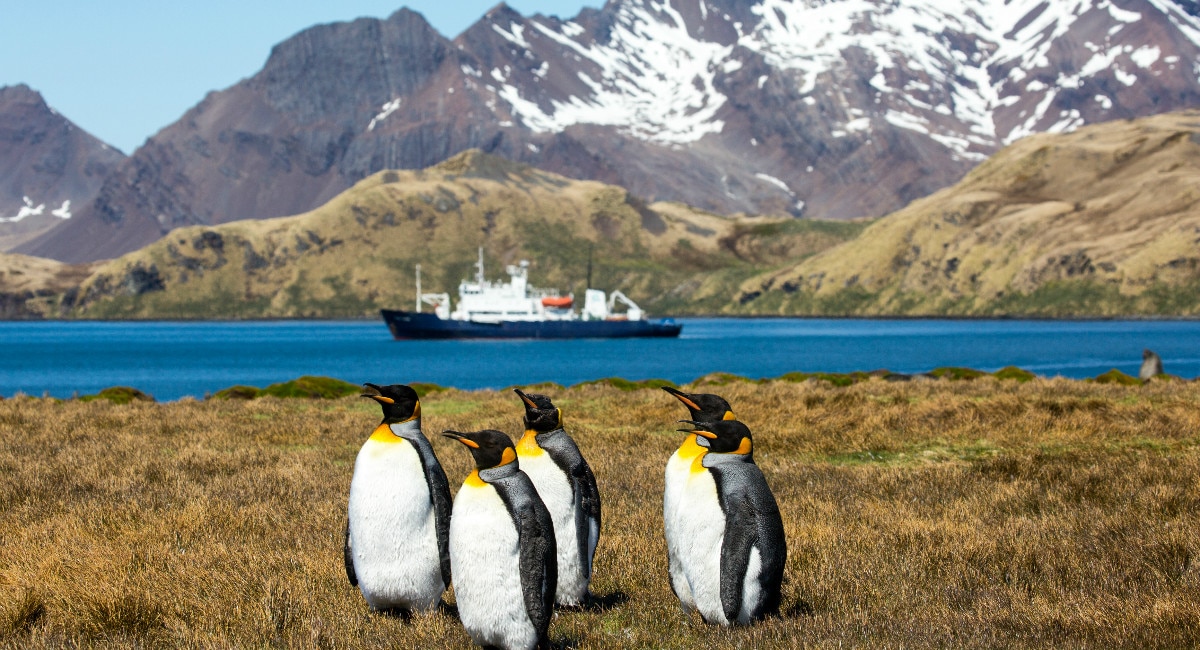 King penguins at Stromness, South Georgia