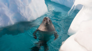 Crabeater seal
