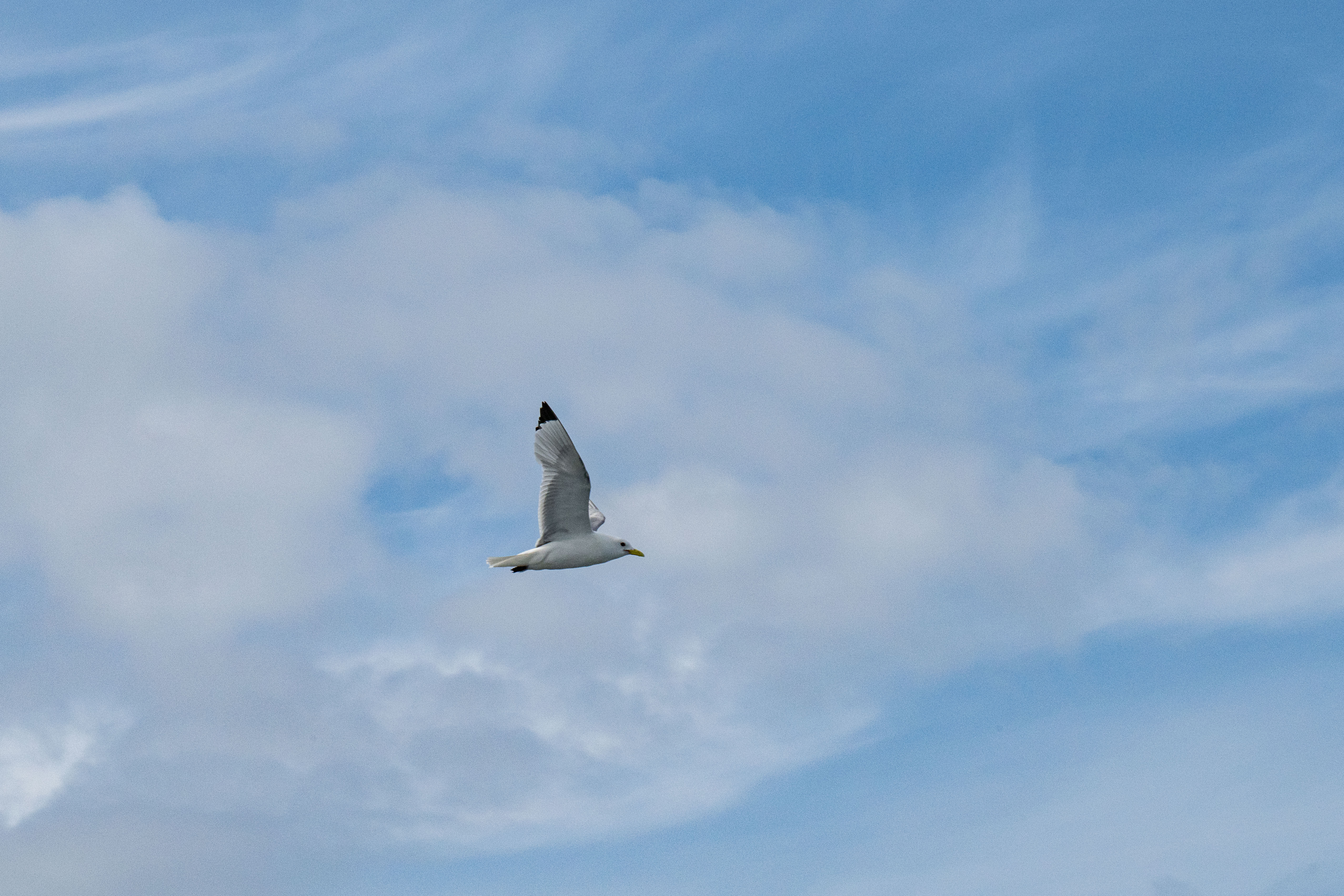 Black-legged Kittiwake, Ilulissat, Greenland, Stas Zakharov