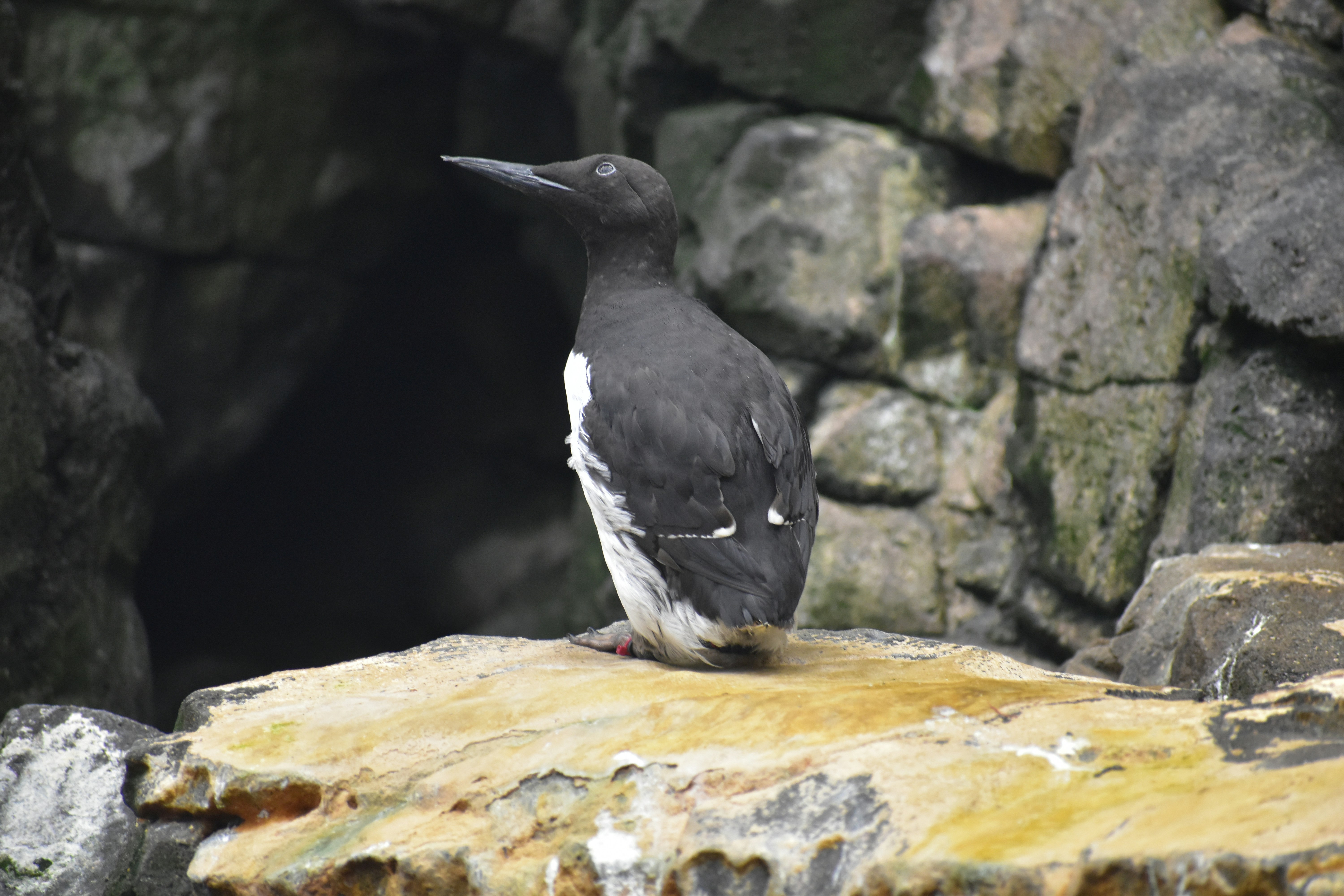 Common Guillemot, Desiree m, unsplash