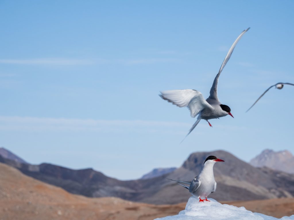 Arctic-Terns-Kongsbreen-Ossian-Sarsfjellet-Svalbard-Matt-Horspool-1024x768.jpg