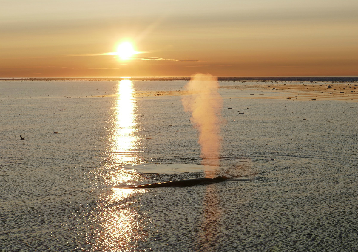 Blue Whale at sunset in Greenland Sea