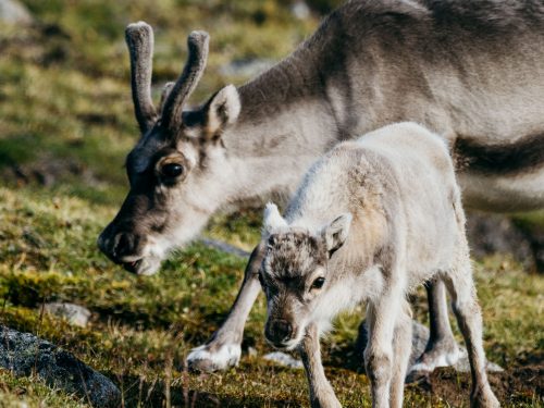 Reindeers in Svalbard