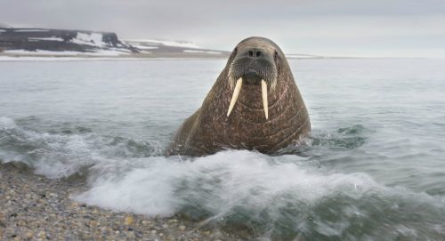 Walrus