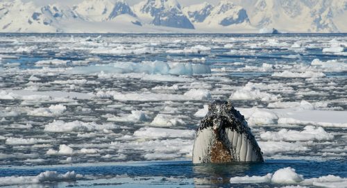 Humpback whale