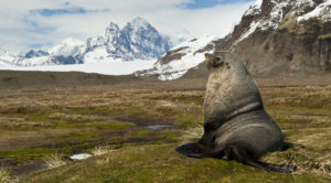 Antarctic fur seal