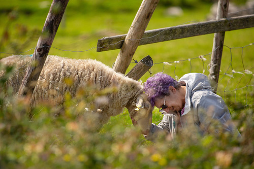 Dingle - meeting the locals at the sheep dog demonstration, Pia Harboure