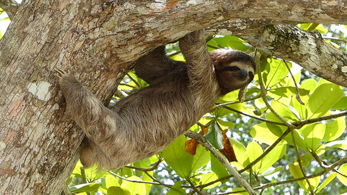 Keep your eyes peeled for a sloth, Costa Rica, Javier Mazzeo