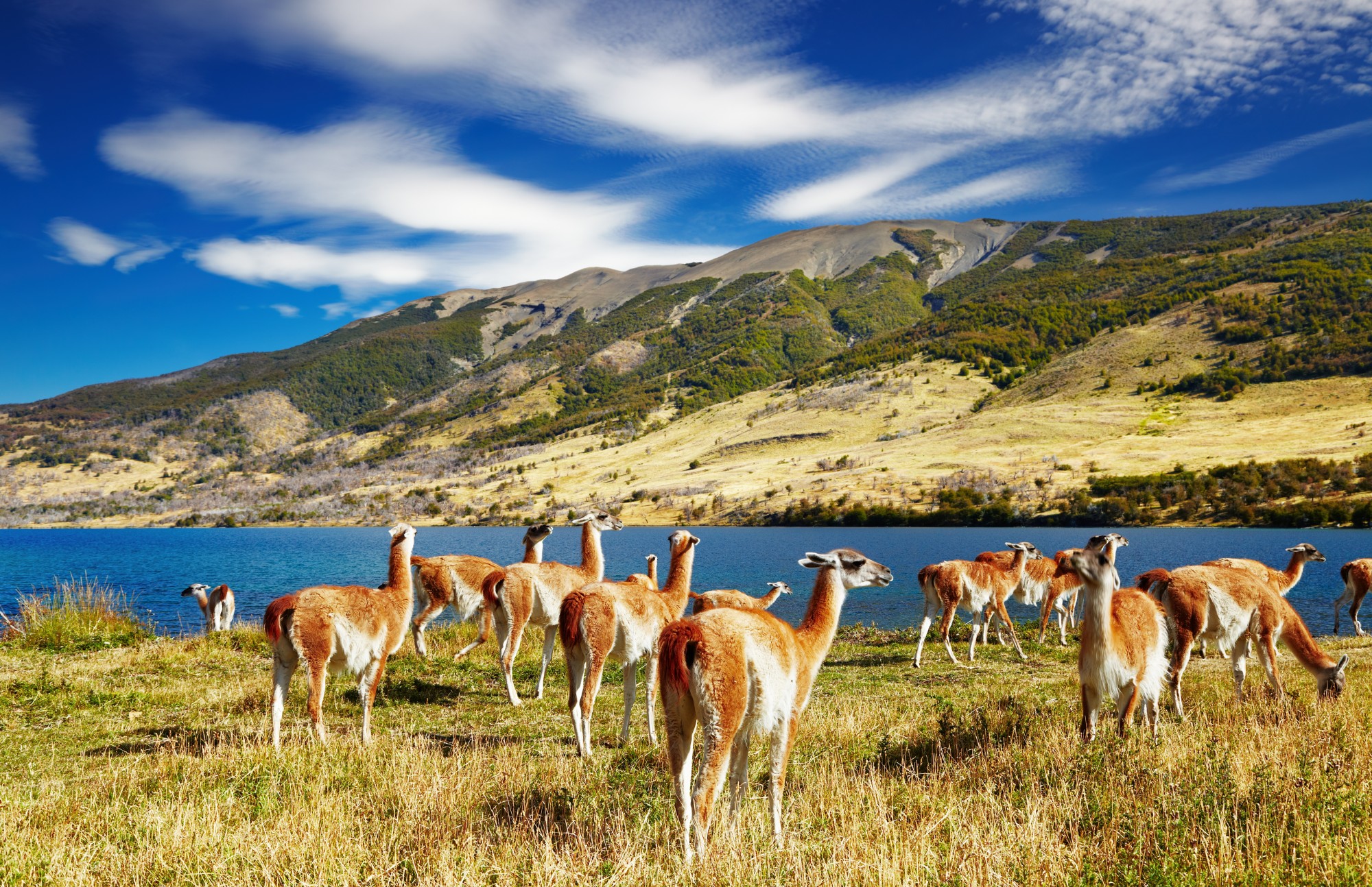 Guanacos-in-Torres-del-Paine-National-Park-Patagonia-Chile-Shutterstock.jpg