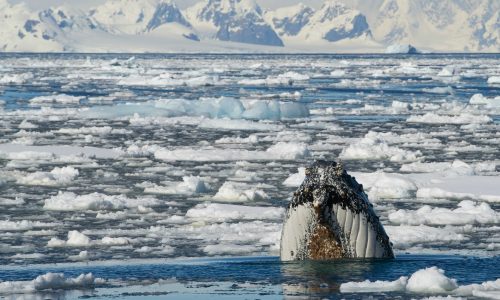 Humpback whale