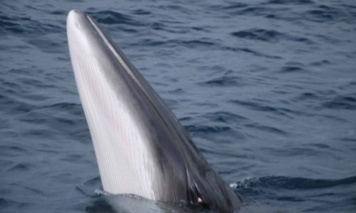 Minke whale