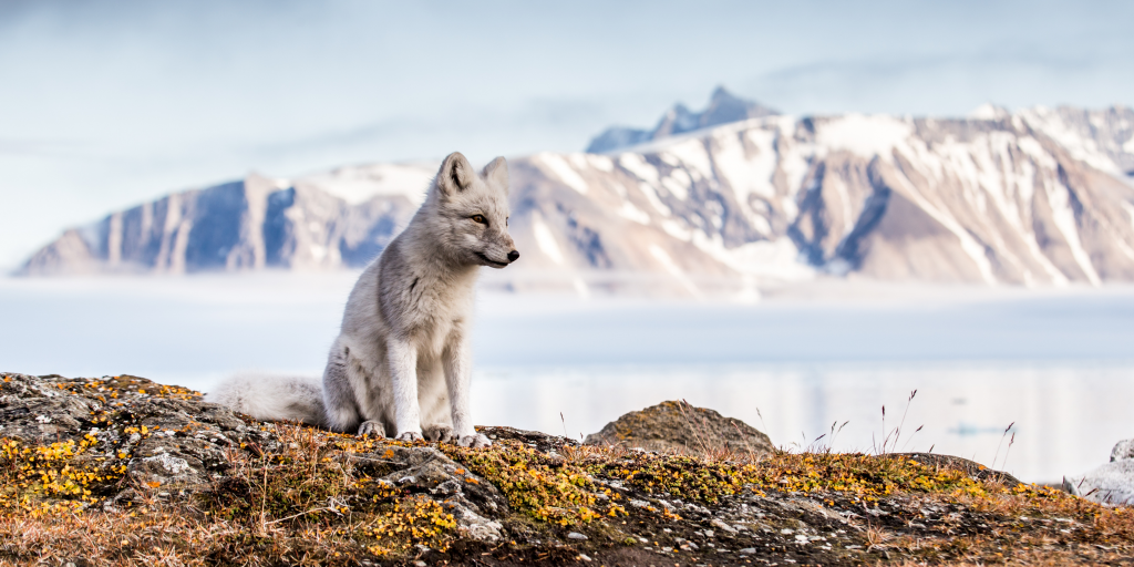 Arctic Fox during Autumn in Spitsbergen, Svalbard