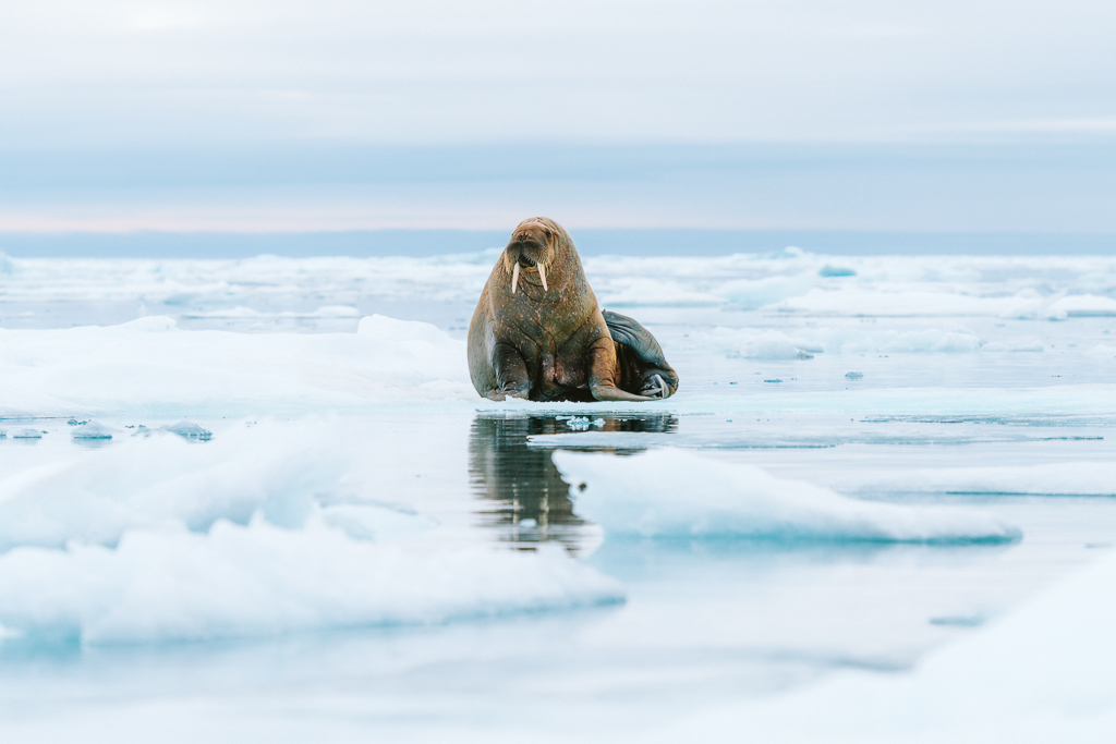 A-walrus-poses-on-the-sea-ice-Svalbard-James-Popsys.jpg