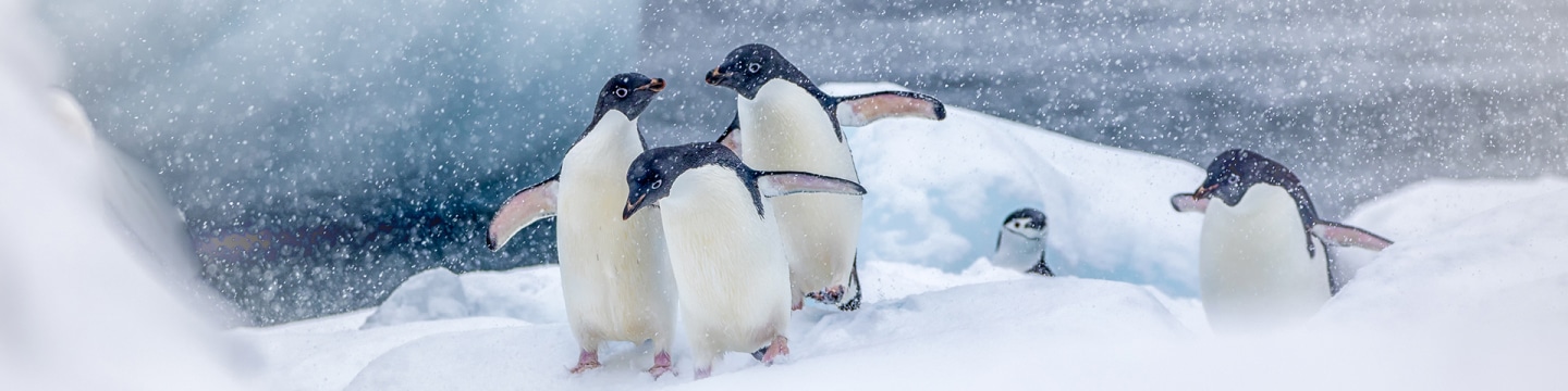 header-adelie-penguins-snow.jpg