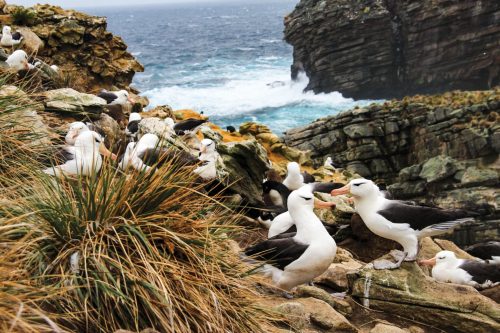 Albatross