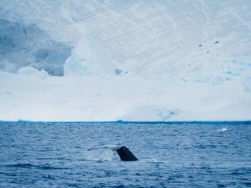 Humpback Whale Diving, Portal Point, Antarctica, Matt Horspool