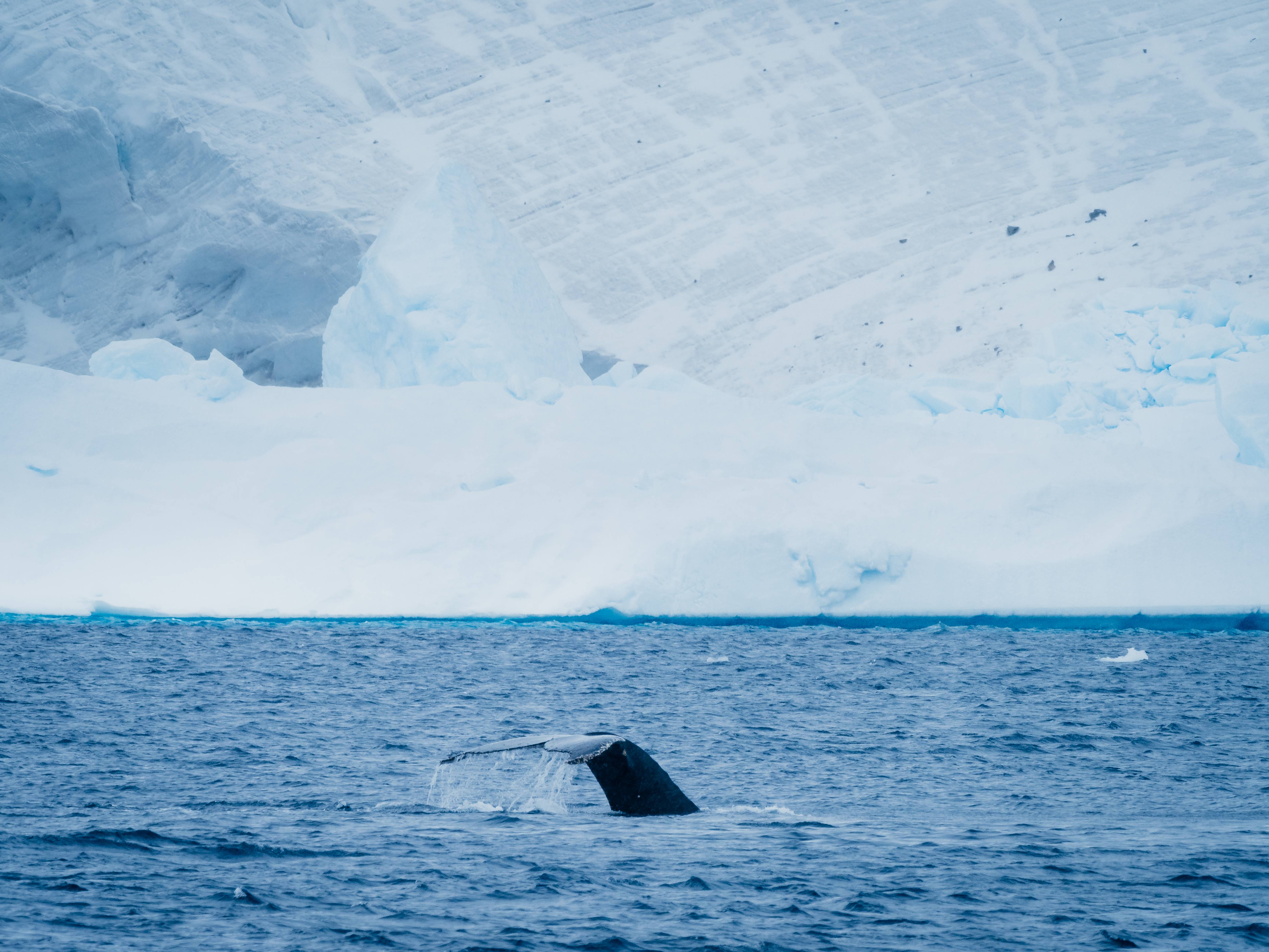 Humpback Whale Diving, Portal Point, Antarctica, Matt Horspool
