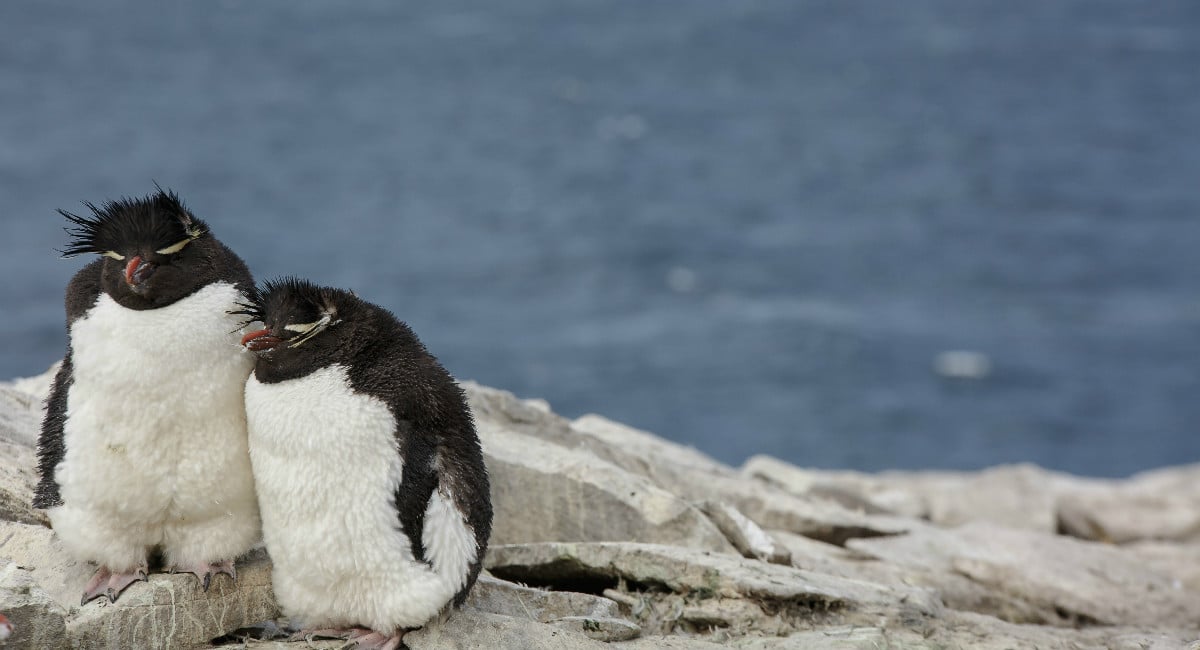 image-falkland-islands-rockhopper.jpg