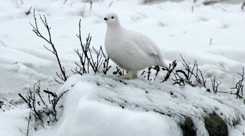Willow ptarmigan