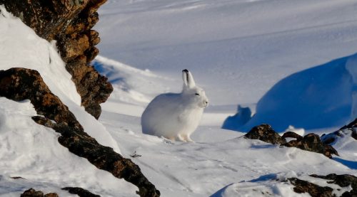 Arctic hare