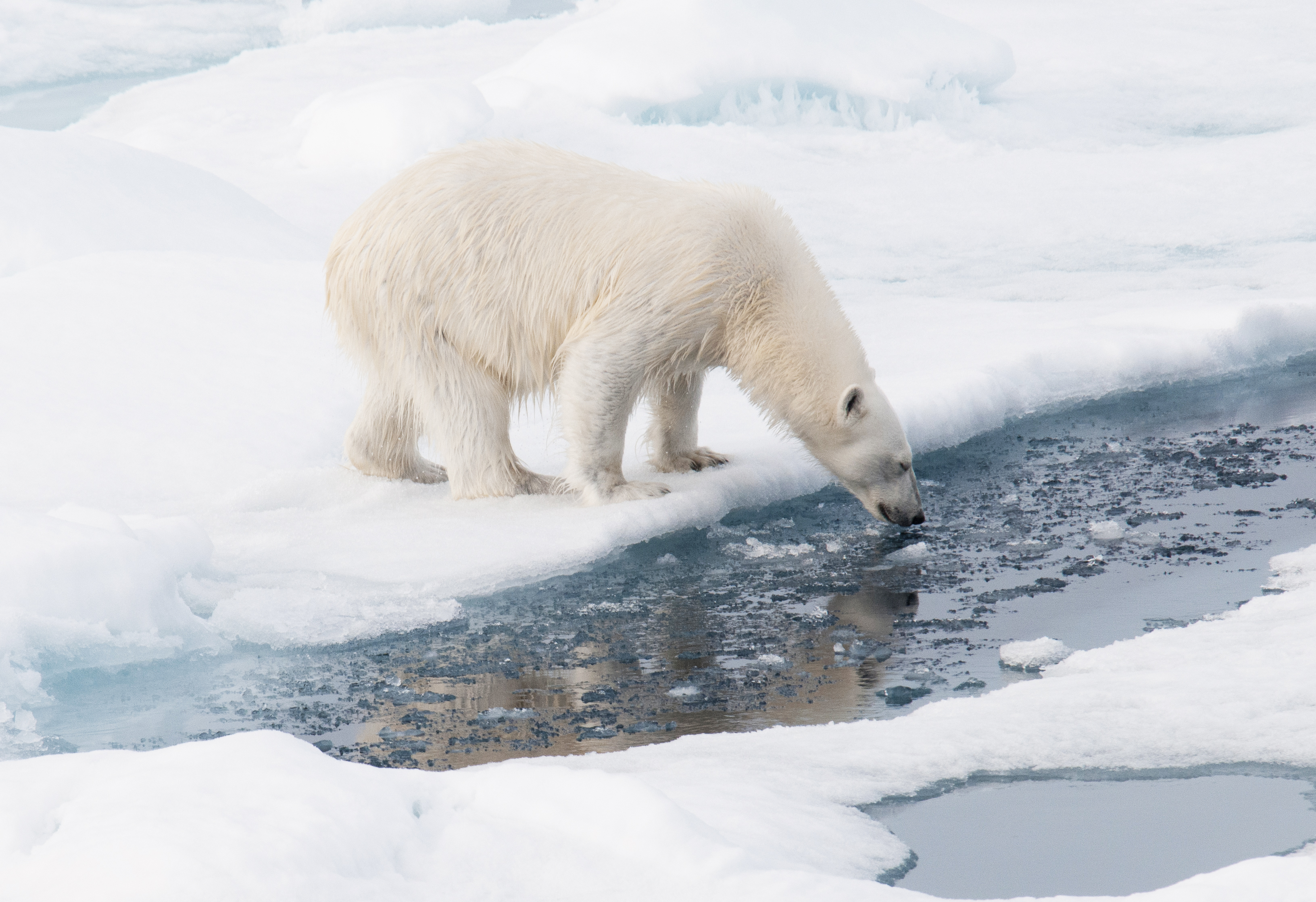 Polar bear on pack ice, Spitsbergen; Al Bakker Polar bear on pack ice, Spitsbergen; Al Bakker