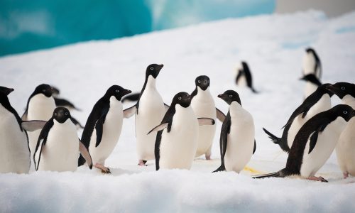 Adelie penguins