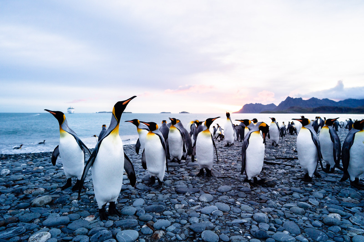 South Georgia, Falklands & Antarctica | South Georgia Cruise