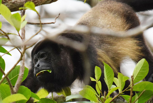 Mantled Howler Monkey, Costa Rica, Conrad Weston
