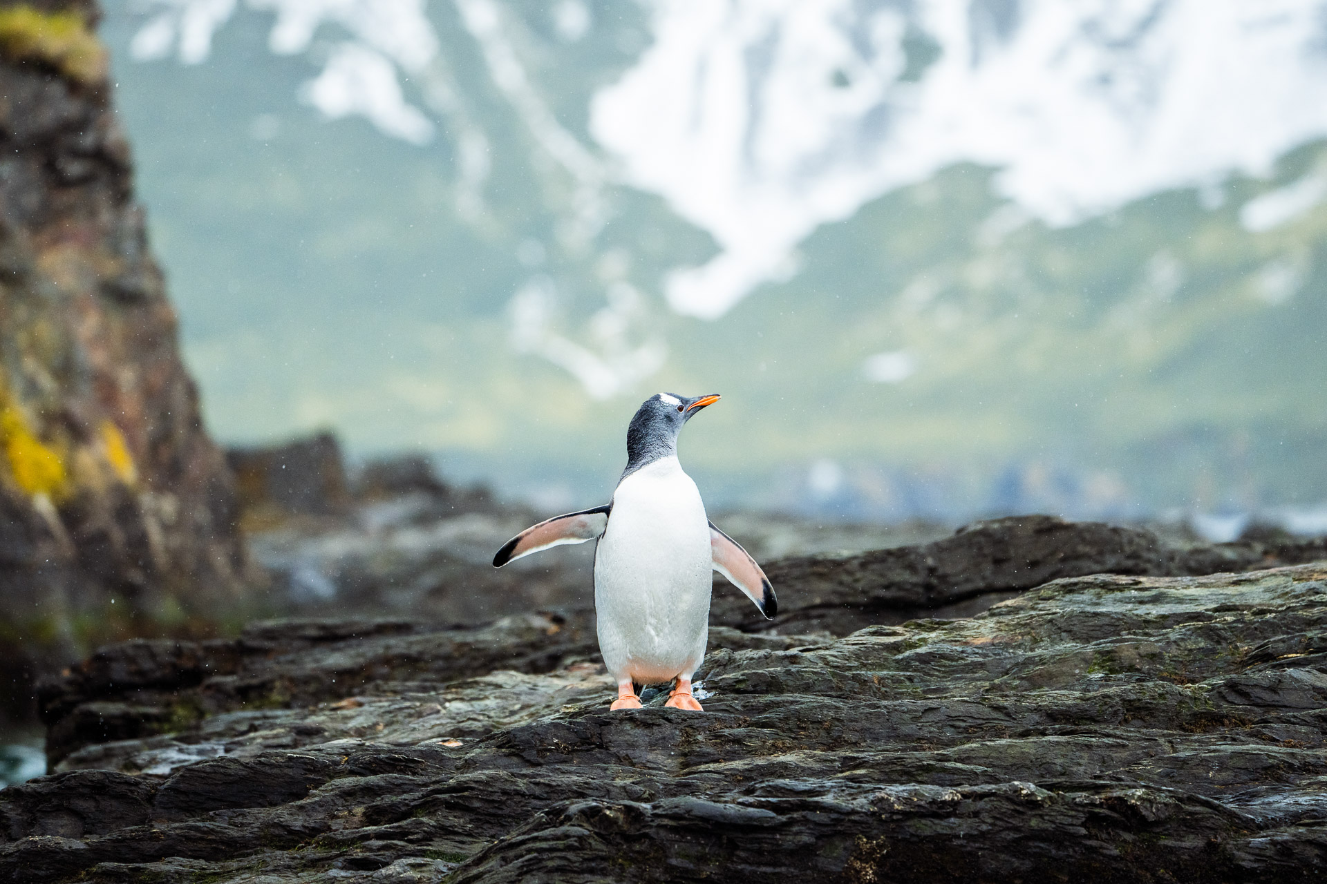 Gentoo Penguin, Salisbury Plain, South Georgia, Tyson Mayr