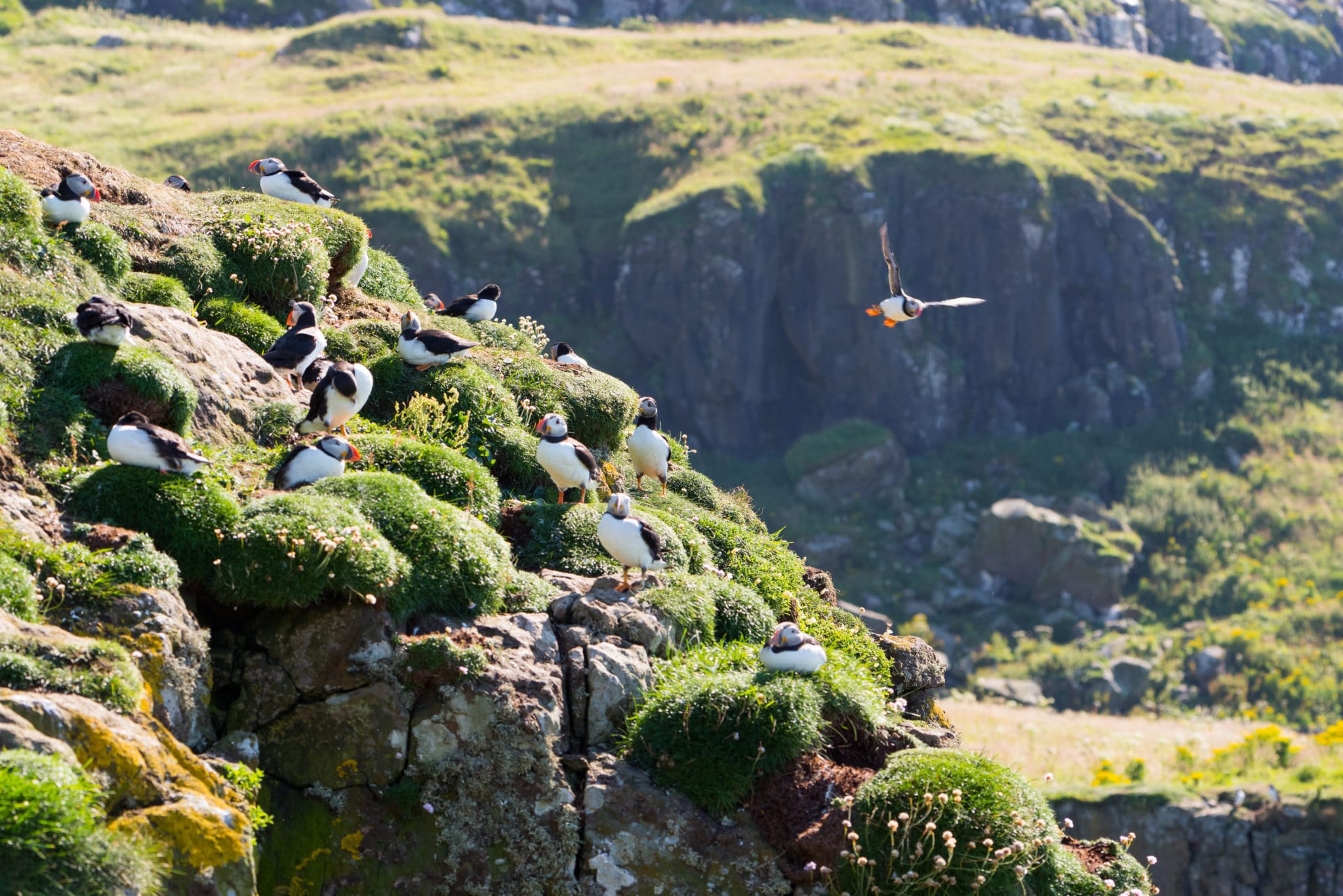 Puffins