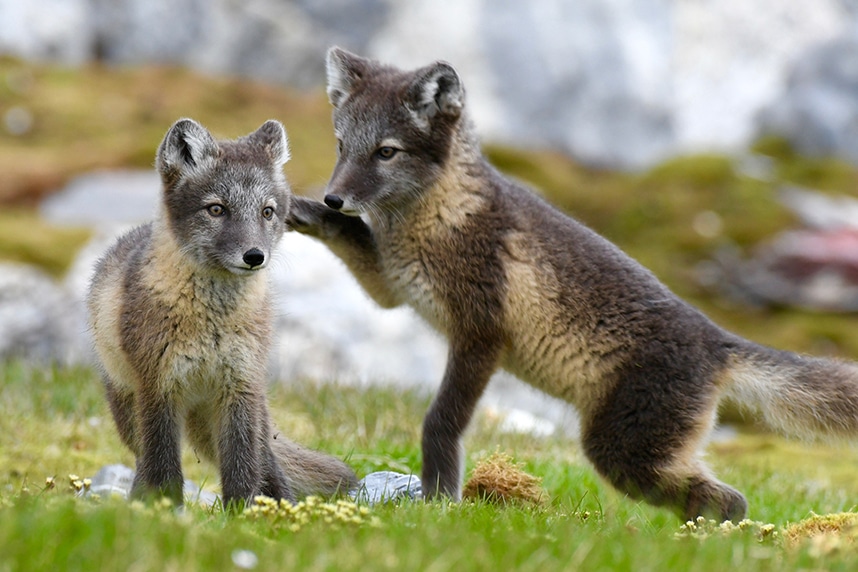Arctic foxes