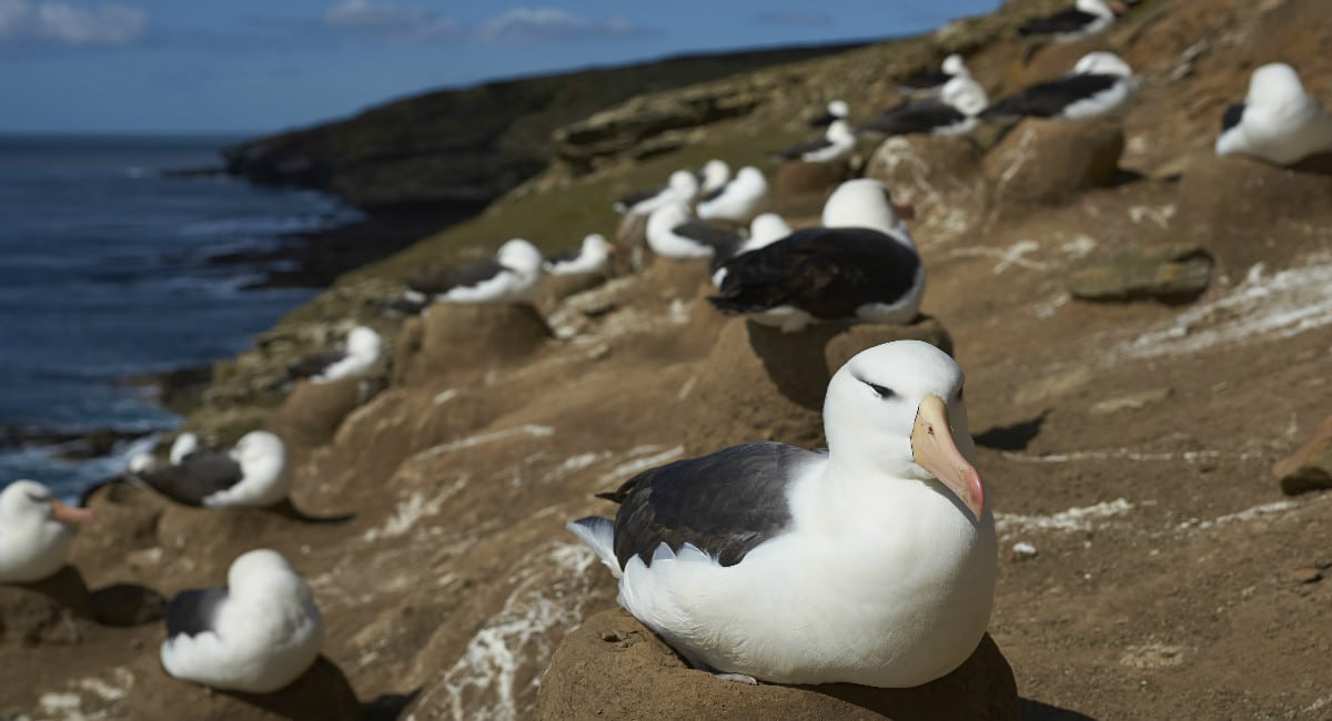 Black browed albatross