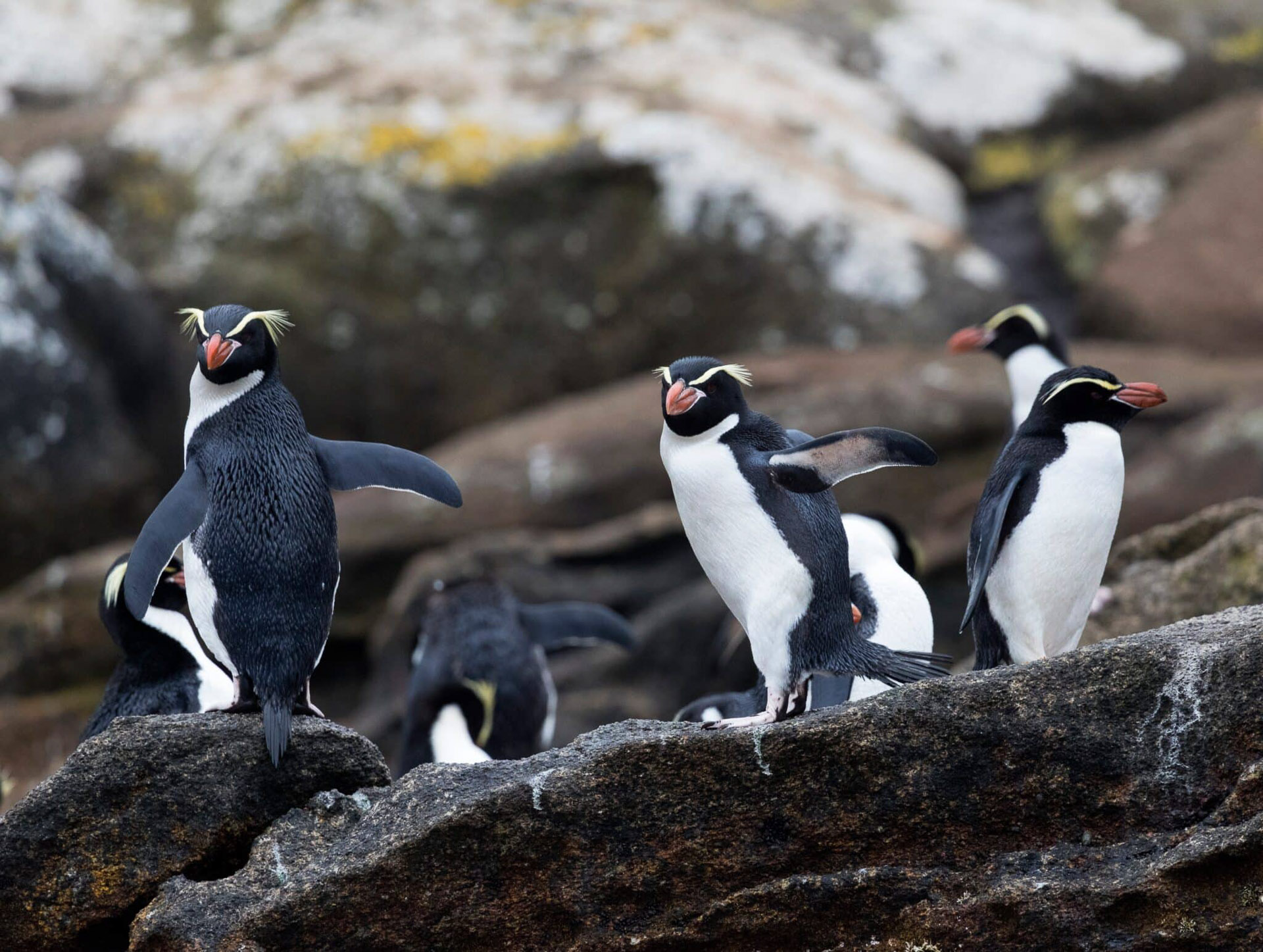 Snares Penguin on The Snares, Shutterstock
