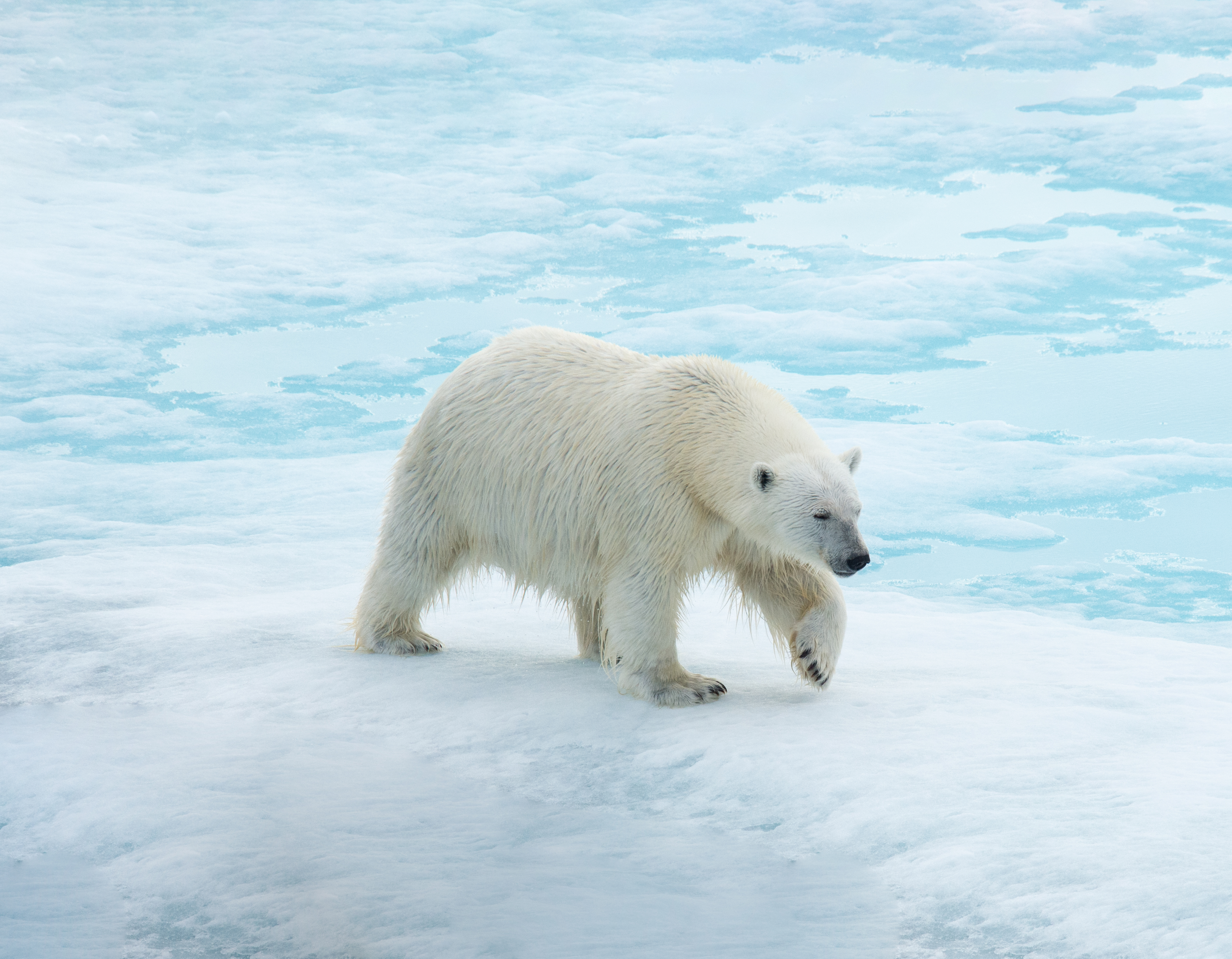 Spitsbergen: Realm Of The Ice Bear | Norway Cruise - Aurora Expeditions