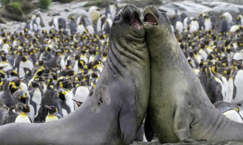 Elephant seals