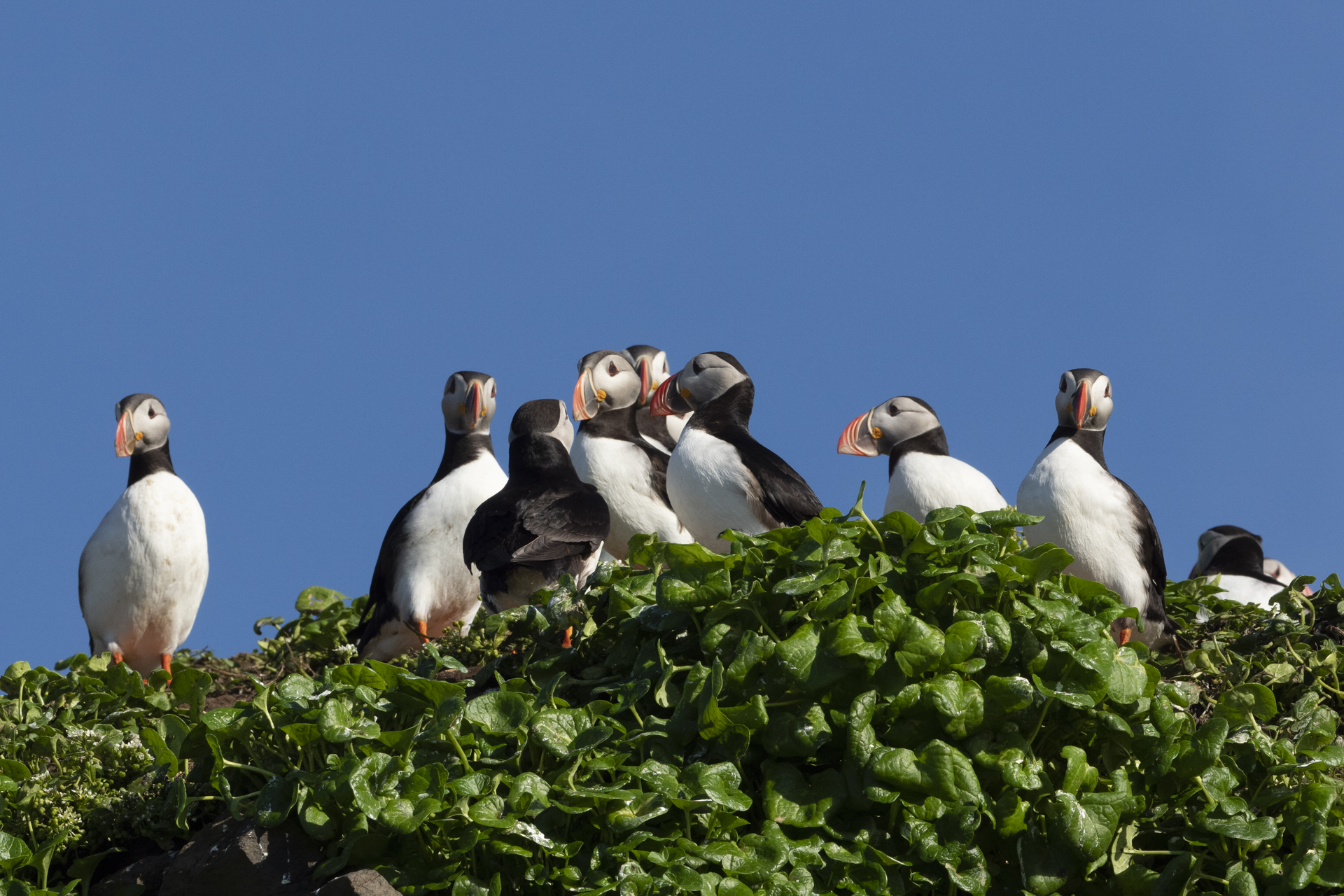 Atlantic Puffins, Iceland, Scott Portelli
