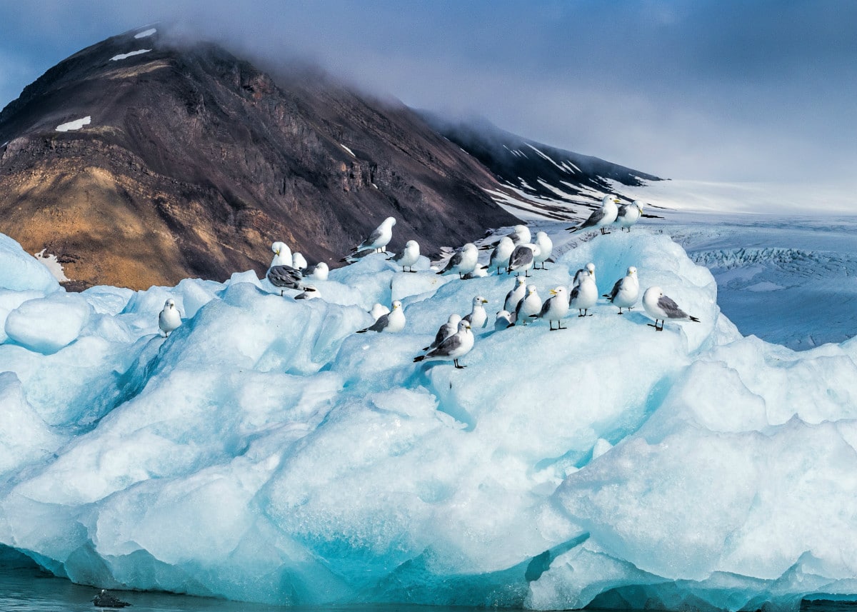 Kittiwakes on an iceberg