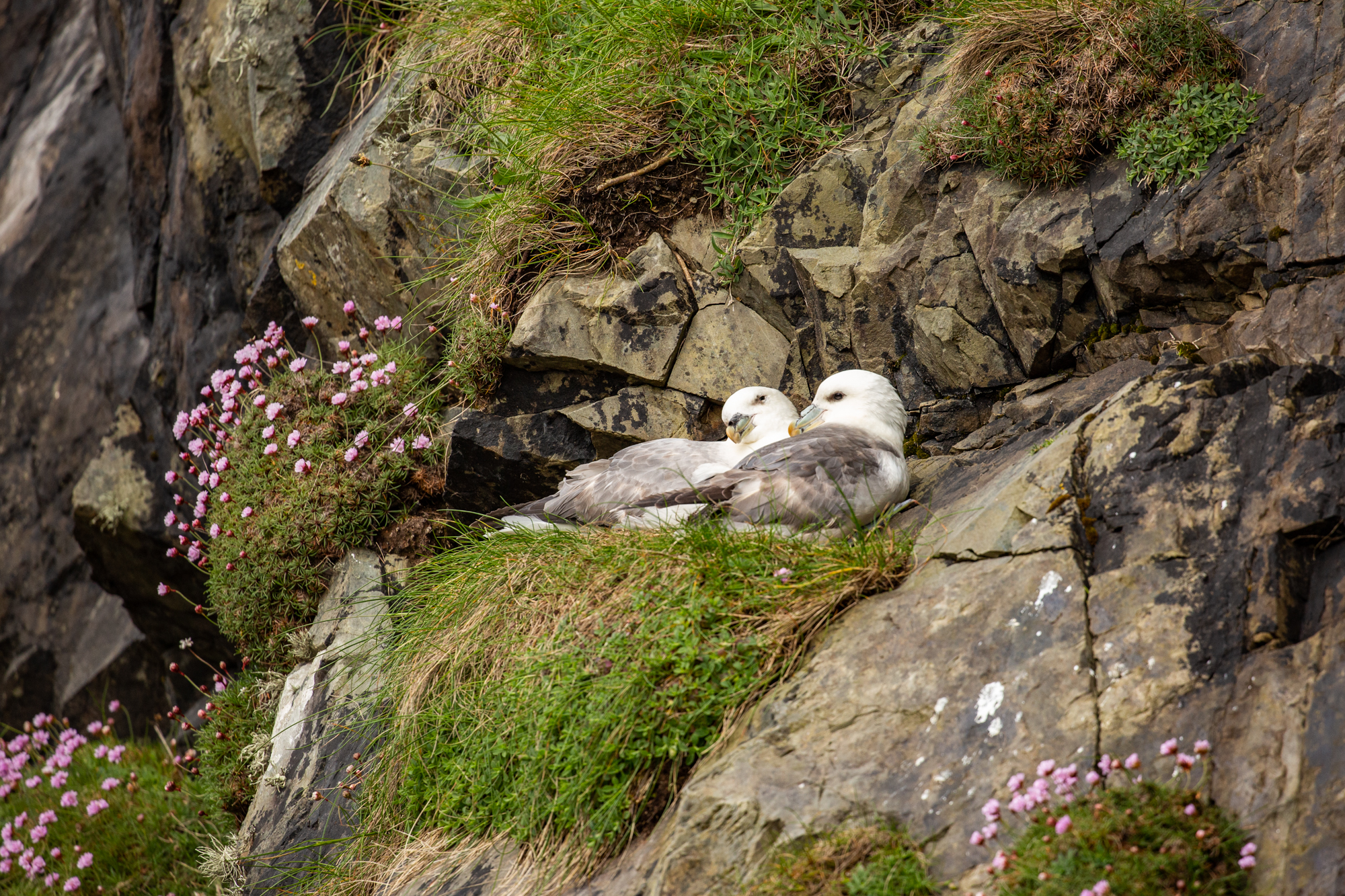 Northern Fulmar, Fair Isle, Scotland, Pia Harboure