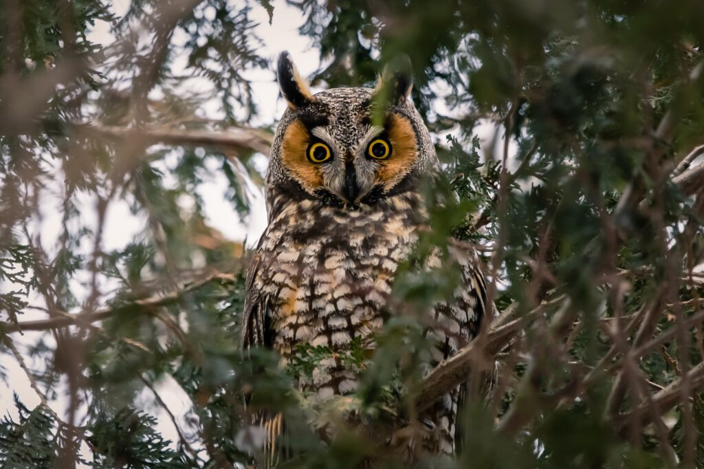 long-eared-owl-unsplash-1024x683