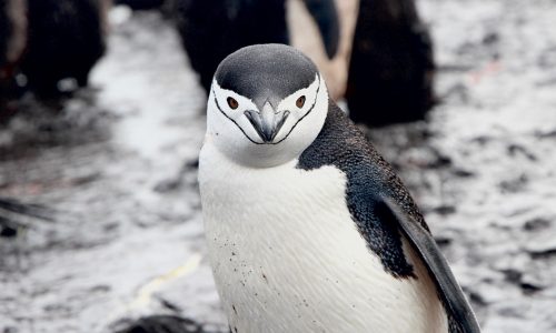 Chinstrap penguin