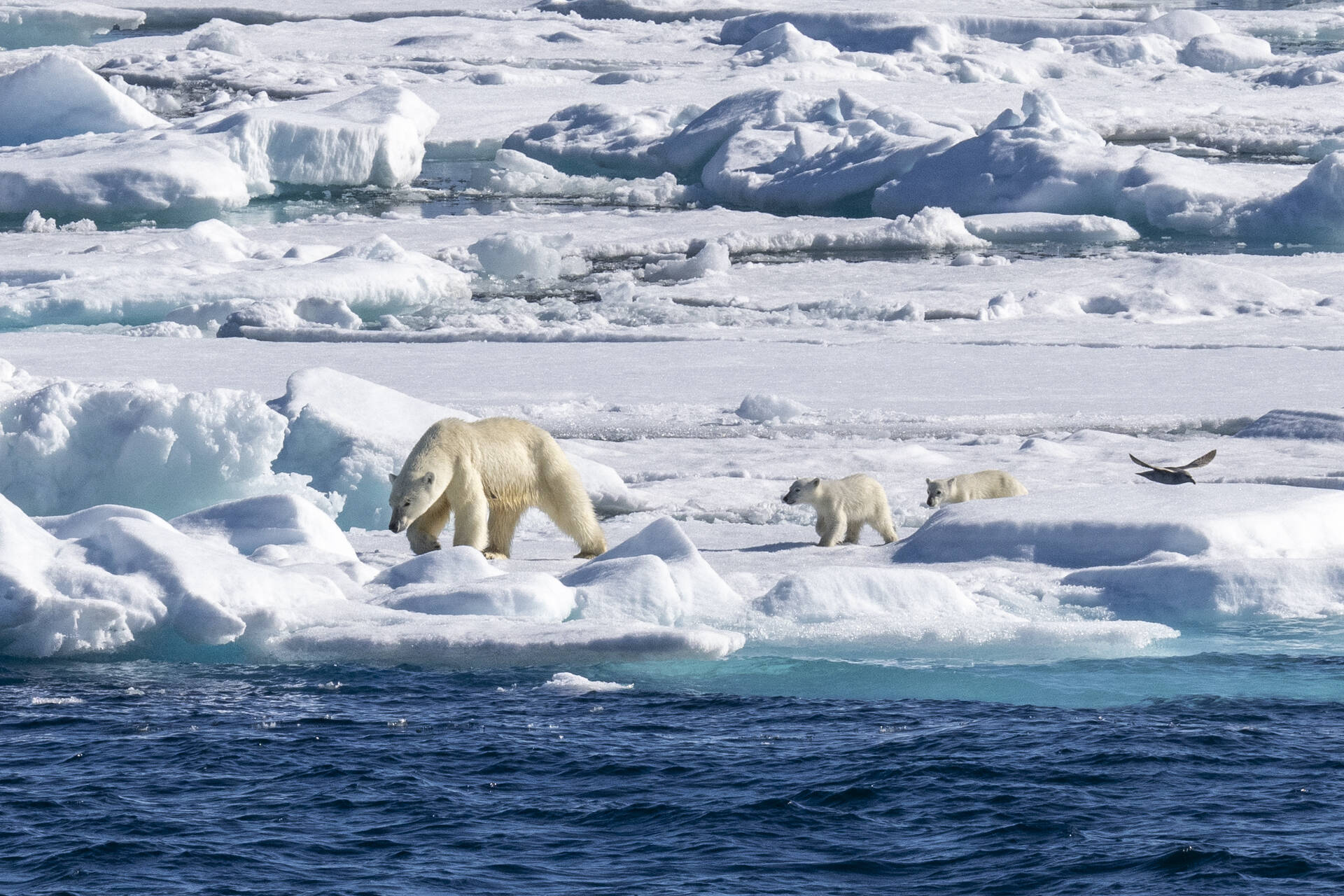 Polar-Bear-and-Cubs-Storoya-Svalbard-Scott-Portelli.jpg